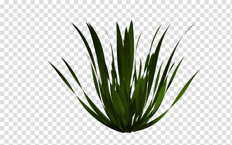 Aloe Vera Leaf, Agave Tequilana, Spineless Yucca, Plants, Asphodelaceae, Grasses, Houseplant, Aloes transparent background PNG clipart