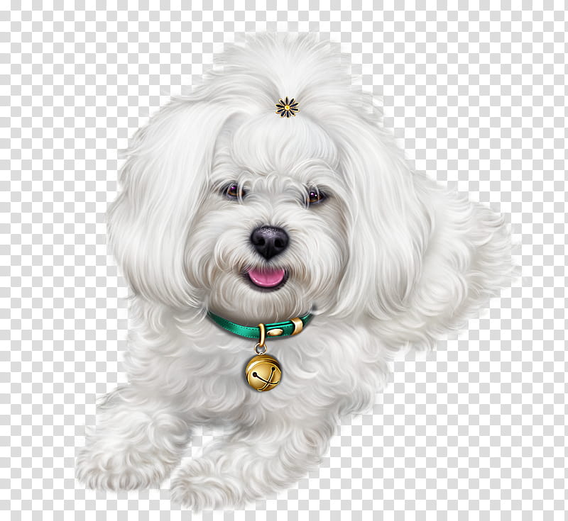 Cartoon Dog, Maltese Dog, Havanese Dog, Lhasa Apso, Puppy, Shih Tzu, Morkie, Yorkshire Terrier transparent background PNG clipart