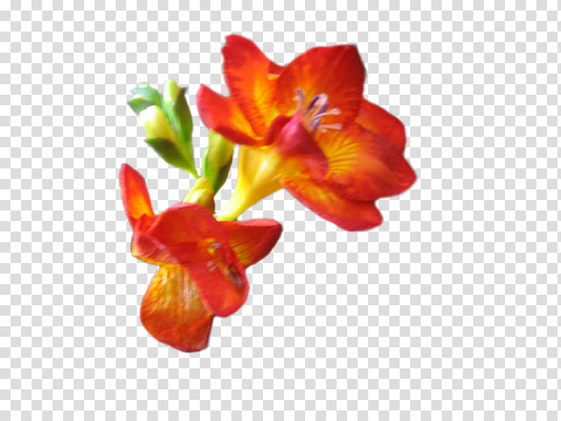 red-and-yellow freesia flowers art transparent background PNG clipart
