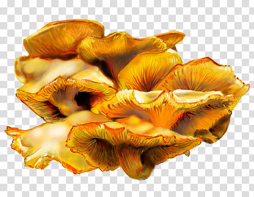 Jack O Latern Fungus transparent background PNG clipart