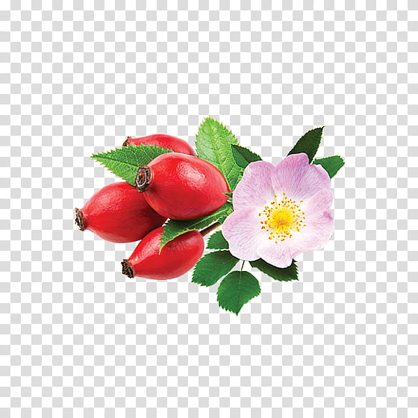 Rose, Flower, Plant, Rosa Rubiginosa, Petal, Prickly Rose, Japanese Camellia, Rosa Canina transparent background PNG clipart