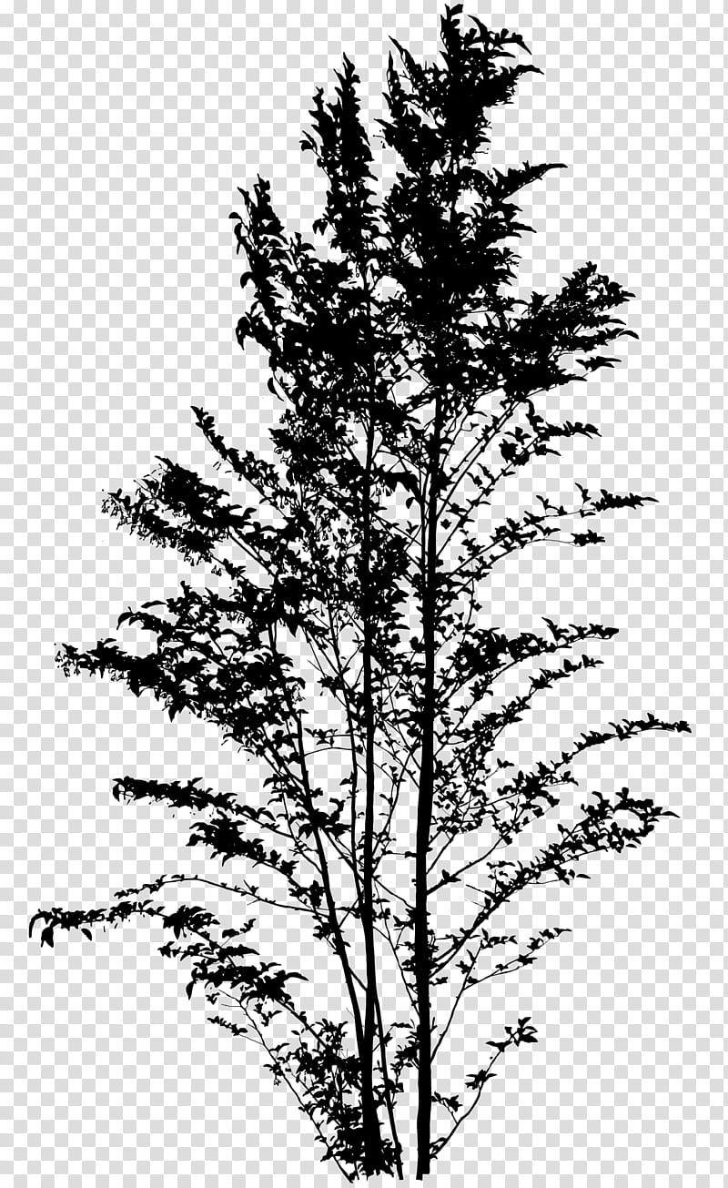 Family Tree Silhouette, Spruce, Japanese Snowbell, Larch, Twig, Pine, Plant Stem, Shop transparent background PNG clipart