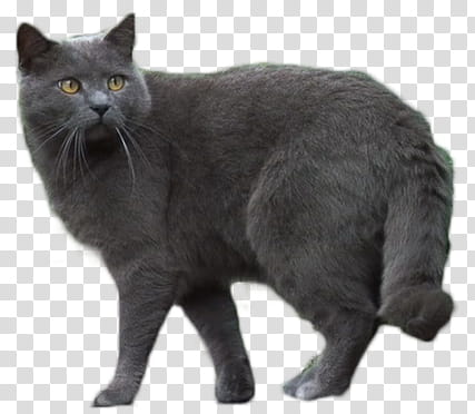 Cats, black cat transparent background PNG clipart