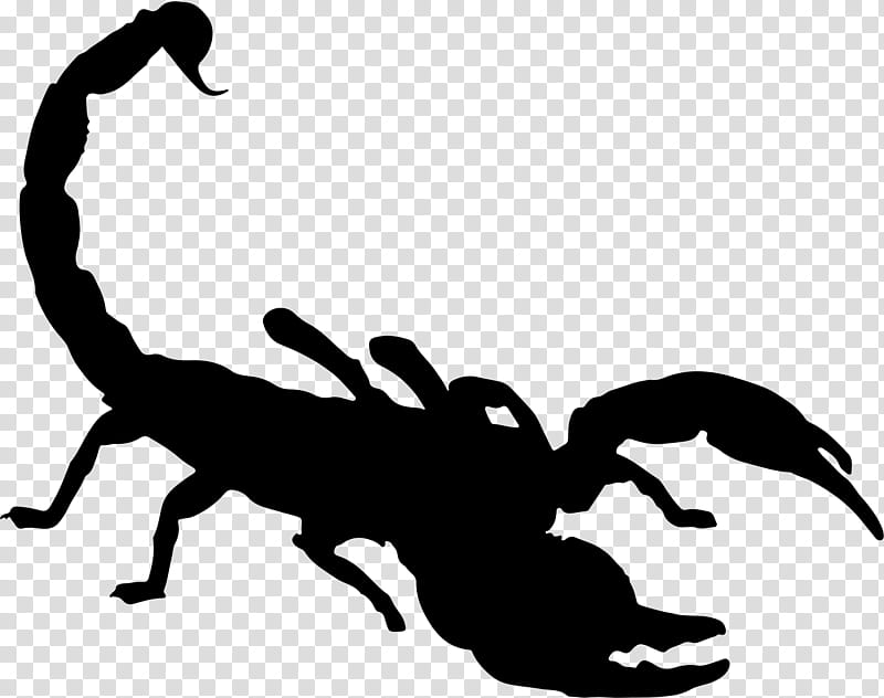 Scorpion Scorpion, Silhouette, Drawing, Arachnid, Decapoda, Wildlife, Claw, Pest transparent background PNG clipart