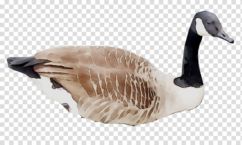 Duck, Goose, Feather, Beak, Bird, Canada Goose, Water Bird, Ducks Geese And Swans transparent background PNG clipart