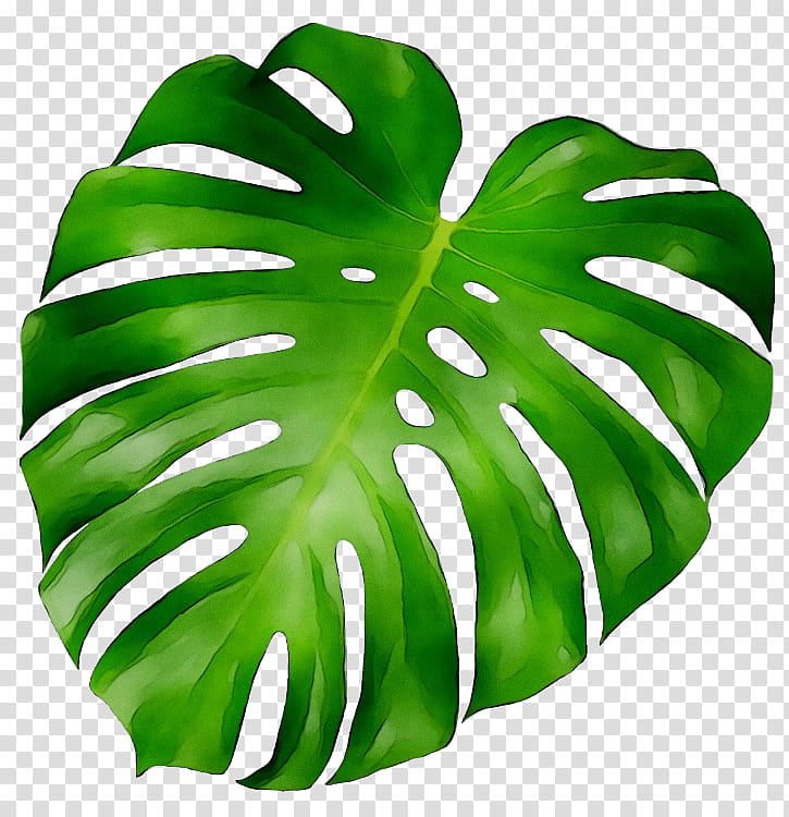 Green Leaf, Plants, Plant Stem, Printing, Minimalism, Palm Trees, Wall, Root transparent background PNG clipart