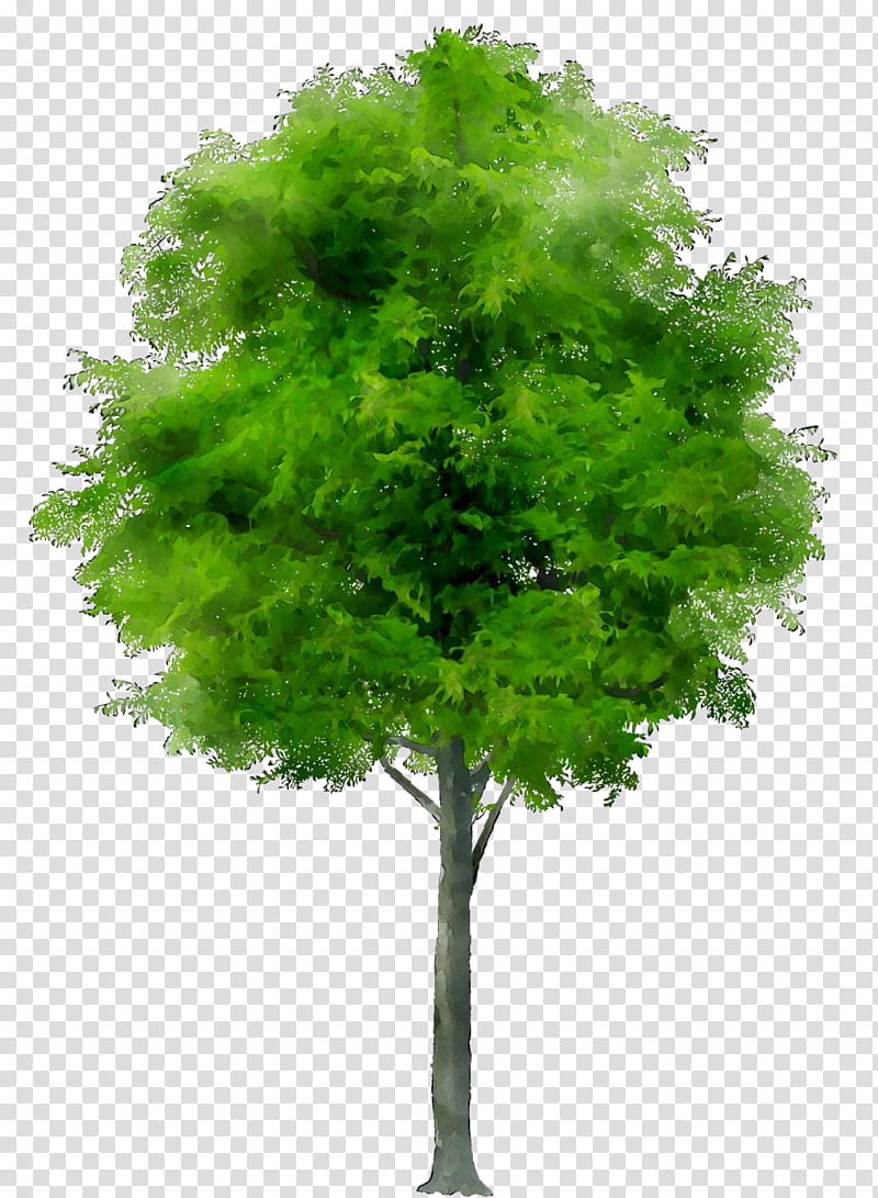 Red Maple Tree, Oak, Cartoon, Green, Plant, Leaf, Woody Plant, Grass transparent background PNG clipart