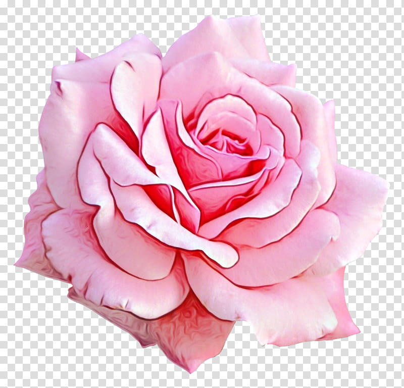 Garden roses, Watercolor, Paint, Wet Ink, Flower, Pink, Petal, Hybrid Tea Rose transparent background PNG clipart