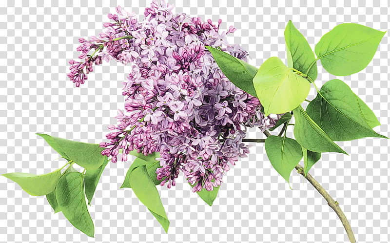 flower lilac plant lilac purple, Watercolor, Paint, Wet Ink, Tree, Branch, Buddleia transparent background PNG clipart