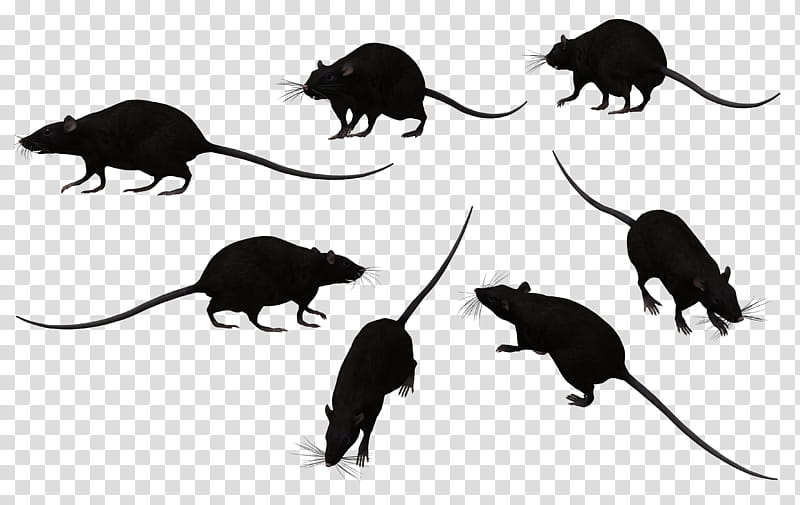 Black Rat Set , rat illustration transparent background PNG clipart
