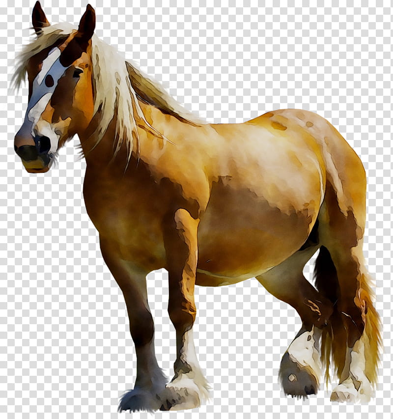 Horse, Mustang, Clydesdale Horse, Arabian Horse, Albanian Horse, Pony, Mare, Draft Horse transparent background PNG clipart