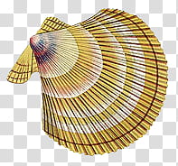 , yellow and white striped scallop shell transparent background PNG clipart