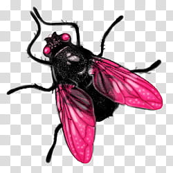 Iconos Y s, Fly, black and pink house fly transparent background PNG clipart