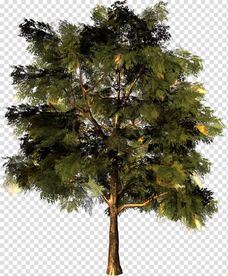 Family Tree, Larch, Pine, Fir, Oak, Pinus Nigra, Spruce, Branch transparent background PNG clipart