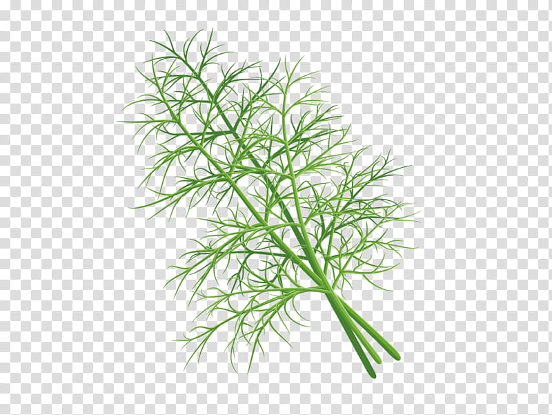 Flower Emoji, Dill, Painting, Upload, Fennel, Logo, Plants, Grass transparent background PNG clipart