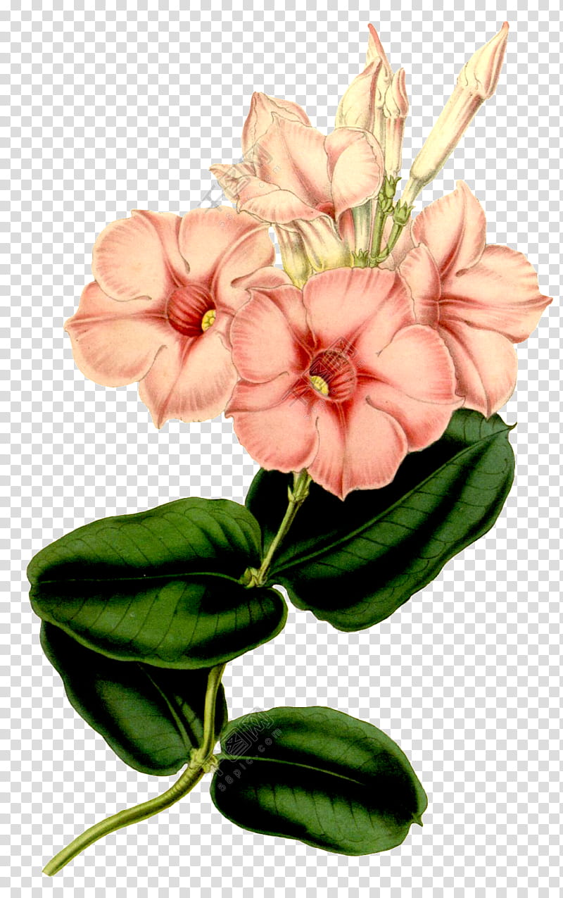 Watercolor Flower, Floral Design, Painting, Plants, Colored Pencil, Watercolor Painting, Realism, Cut Flowers transparent background PNG clipart