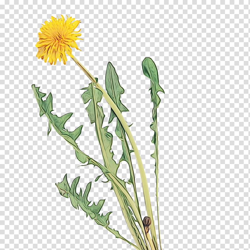 flower flowering plant dandelion native sowthistle hawkweed, Watercolor, Paint, Wet Ink, Orange Hawkweed, Sow Thistles, Crepis Paludosa transparent background PNG clipart