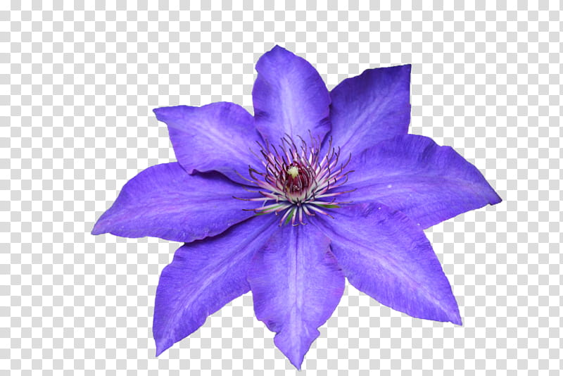 Blue Balloon, Leather Flower, Violet, Petal, Purple, Plant, Clematis, Balloon Flower transparent background PNG clipart