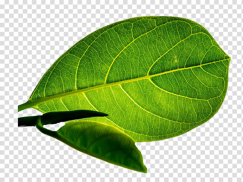 , ovate green leaf transparent background PNG clipart
