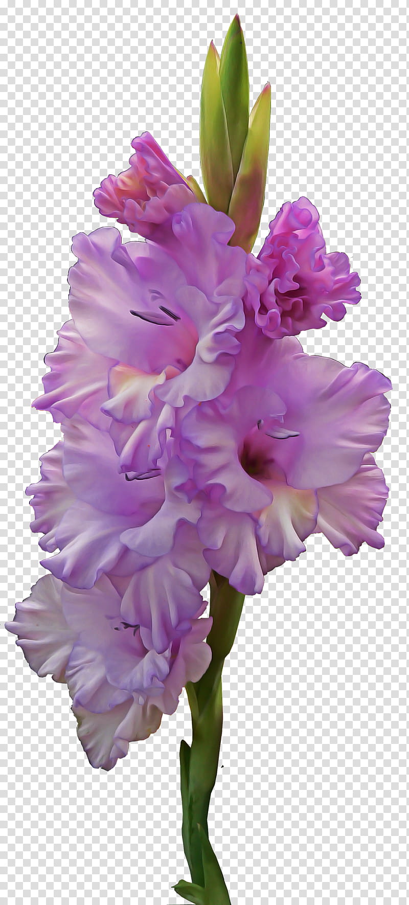 flower flowering plant pink gladiolus plant, Petal, Purple, Cut Flowers, Iris Family, Hyacinth transparent background PNG clipart