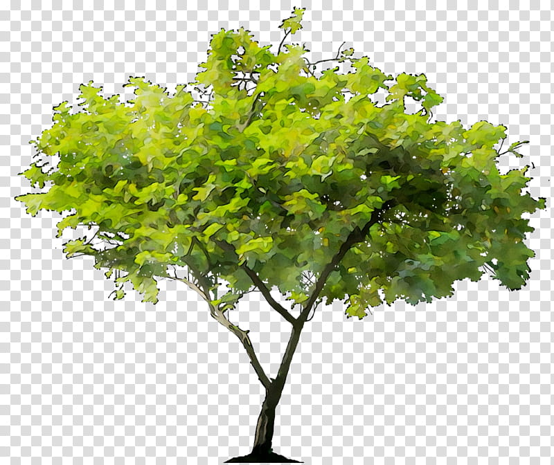 Oak Tree Drawing, Scarlet Oak, Black Oak, Fruit Tree, Leaf, Plant, Green, Woody Plant transparent background PNG clipart