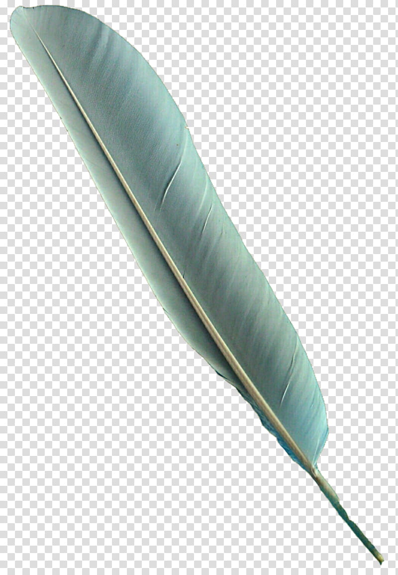 Blue Bird Feather transparent background PNG clipart