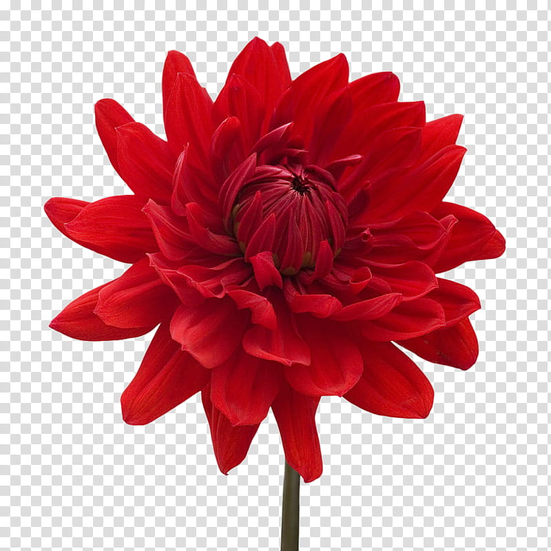 Red objects  , red-petaled flower transparent background PNG clipart