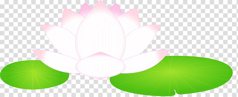 lotus flower, Green, Petal, Pink, Leaf, Plant, Lotus Family transparent background PNG clipart