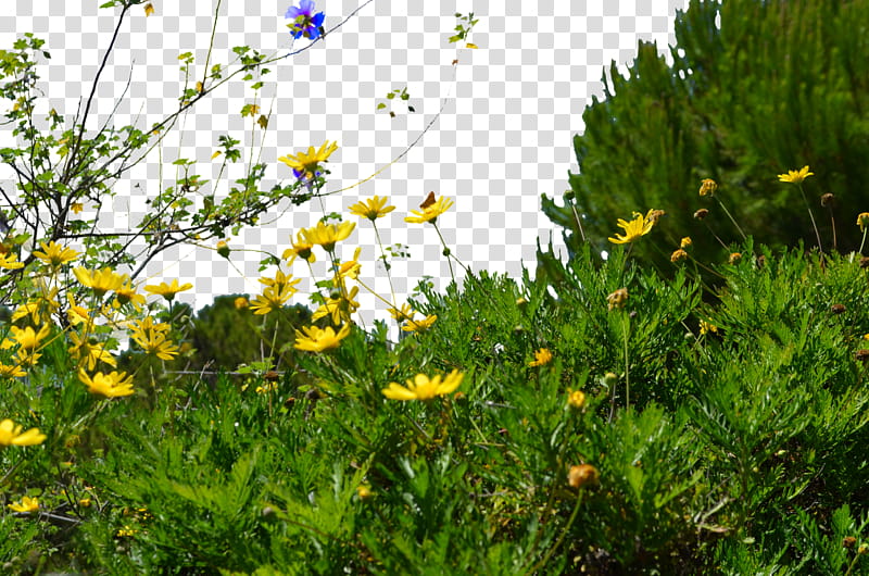 Wild Flower Trees Bushs  transparent background PNG clipart