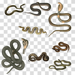 Snake 4, assorted-color-and-type snakes illustration transparent background PNG clipart thumbnail