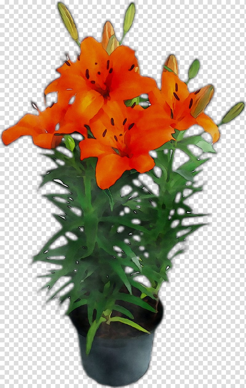 Lily Flower, Cut Flowers, Floral Design, Flower Bouquet, Plant Stem, Orange Sa, Plants, Lily M transparent background PNG clipart