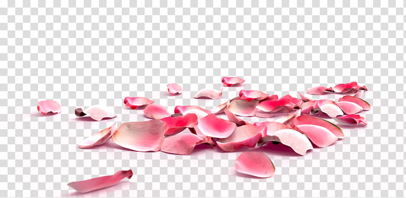 rose petals transparent