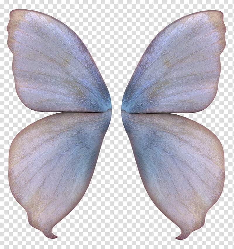 Unrestricted Fairy Wings Brown And Gray Butterfly Wings Illustration Transparent Background Png Clipart Hiclipart