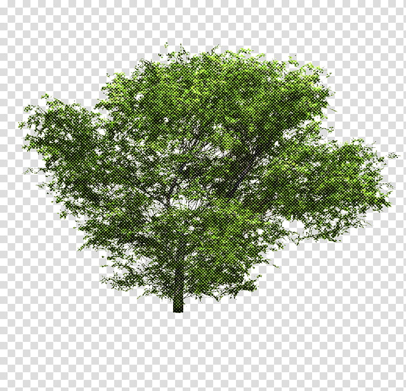 Palm Tree Leaf, Fruit Tree, Norway Maple, Arborvitae, White Oak, Majestic Palm, Apples, Tree Planting transparent background PNG clipart