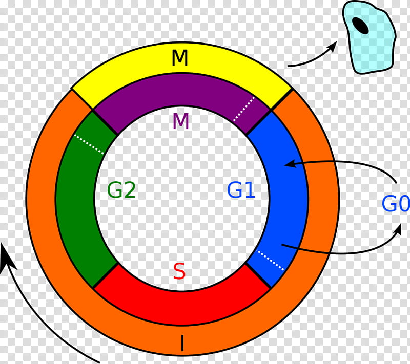 Cell Text, Cell Cycle, Mitosis, Interphase, Cell Division, G1 Phase, Biology, Dna transparent background PNG clipart