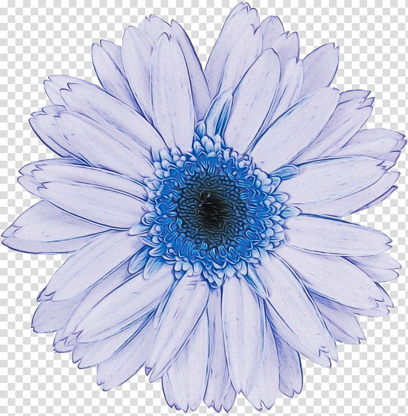 Daisy, Watercolor, Paint, Wet Ink, Barberton Daisy, White, Gerbera, Blue transparent background PNG clipart