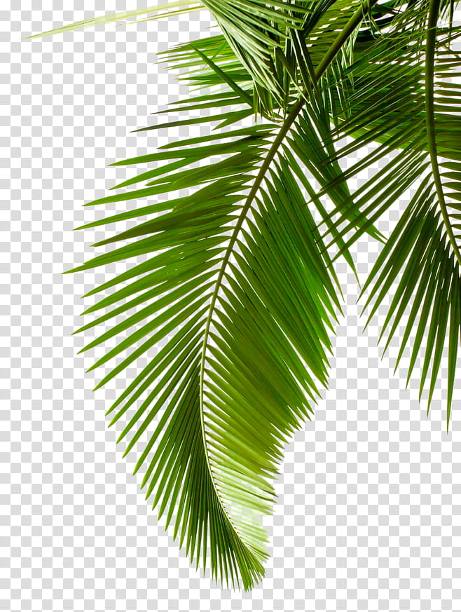 Palm tree, Plant, Leaf, Woody Plant, Arecales, Elaeis, Terrestrial Plant, Branch transparent background PNG clipart
