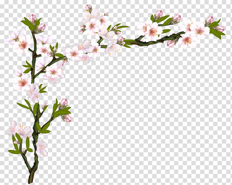 Almond Tree Corners, white flowering tree illustration transparent background PNG clipart