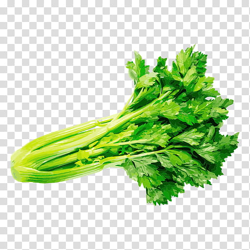 Basil Leaf, Herb, Celery, Vegetable, Parsley, Thyme, Jerk, Thymes transparent background PNG clipart