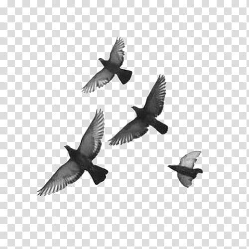 , four gray flying birds transparent background PNG clipart