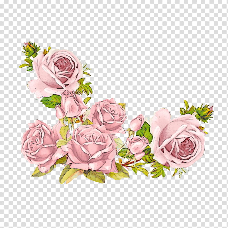 Garden roses, Pink, White, Flower, Cut Flowers, Rose Family, Plant, Rose Order transparent background PNG clipart