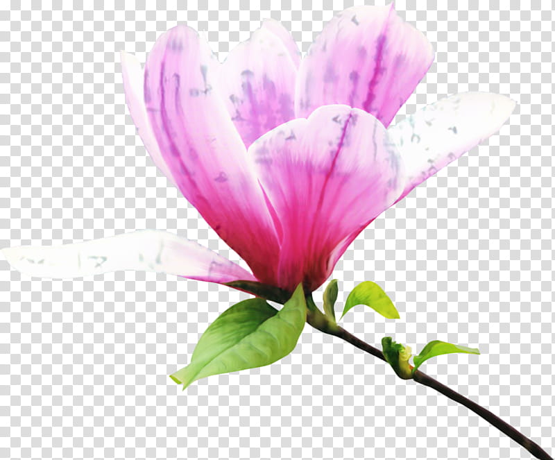 Pink Flower, Petal, Magnolia, Floral Design, Plant Stem, Magnolia Family, Plants, Herbaceous Plant transparent background PNG clipart