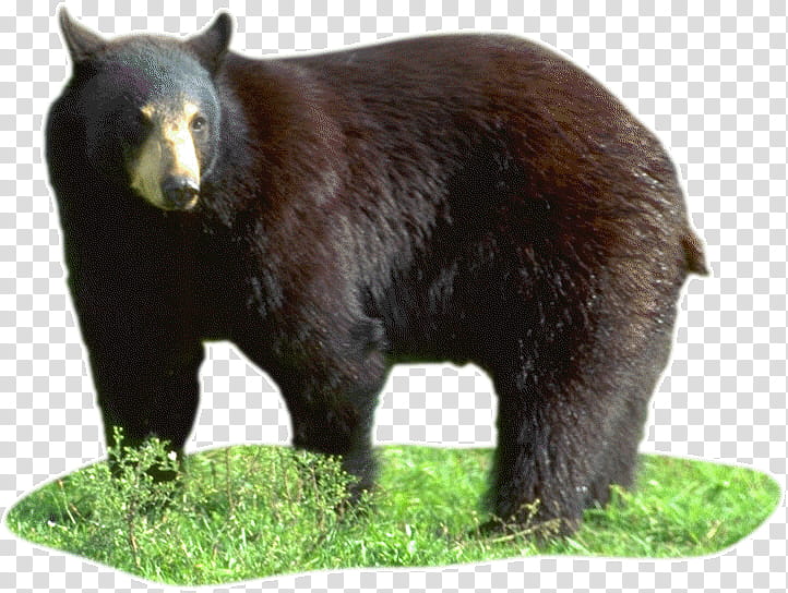 Polar Bear, American Black Bear, Grizzly Bear, Animal, Tamil, Alaska Peninsula Brown Bear, Georgian Language, Grass transparent background PNG clipart