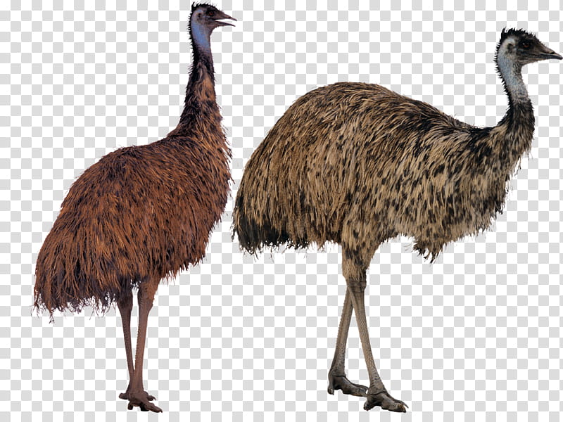 Bird Logo, Common Ostrich, Emu, Cassowary, Ratite, Flightless Bird, Animal, Beak transparent background PNG clipart