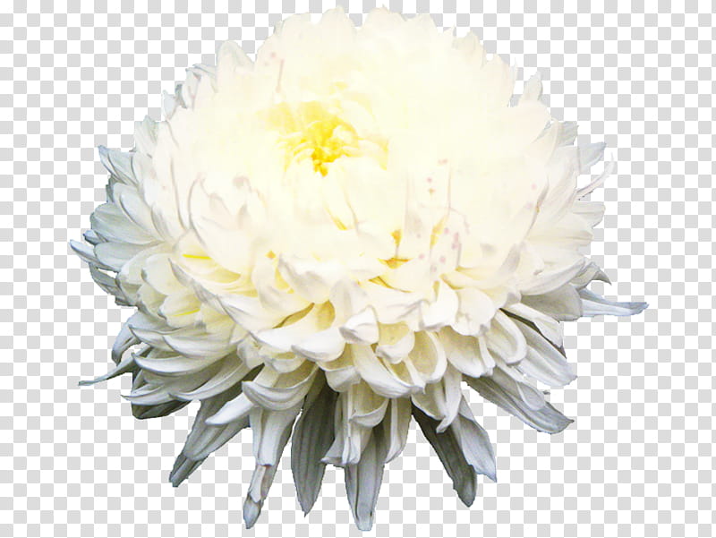 Floral Flower, Chrysanthemum, Cut Flowers, Floral Design, Flower Bouquet, Petal, White, Plant transparent background PNG clipart