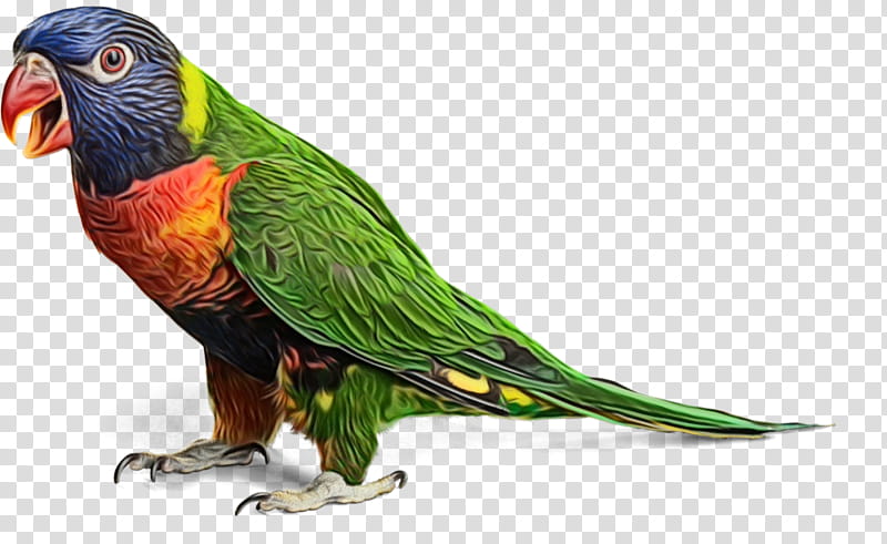 Bird Parrot, Bird Trapping, Video, Television, Macaw, Film, Video Clip, Online Video Platform transparent background PNG clipart