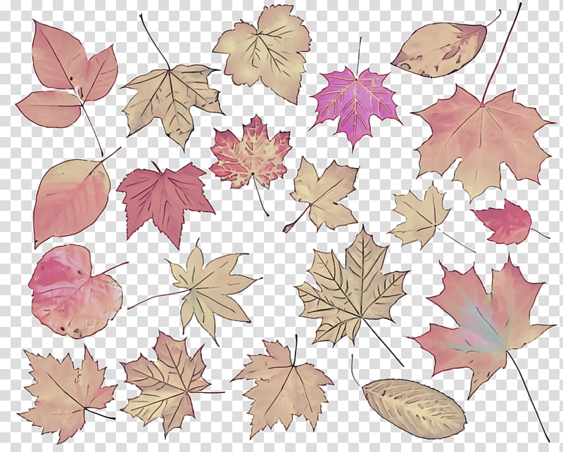 leaf plant pattern tree, Flower, Black Maple transparent background PNG clipart