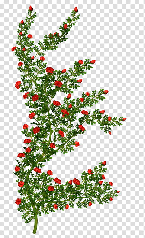 Christmas Tree Art, Rose, Shrub, Aquifoliaceae, Holly, Branch, Christmas Decoration, Plant transparent background PNG clipart