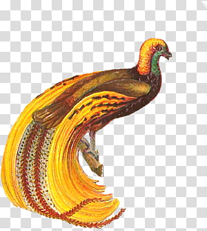 Bird, Beak, Feather, Feather Duster, Drawing, Yellow transparent background PNG clipart thumbnail