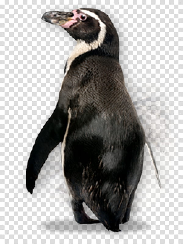 Penguin, Kowalski, Pingu, Madagascar, Penguins Of Madagascar, Flightless Bird, Claw, Fur transparent background PNG clipart